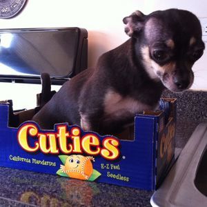 Meet your Posher, Jaime